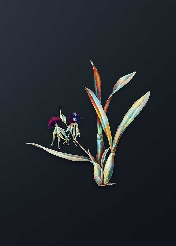 Vintage Clamshell Orchid