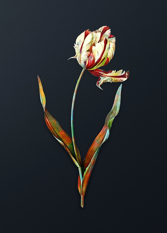 Vintage Didiers Tulip