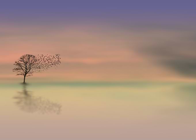 tree heaven
