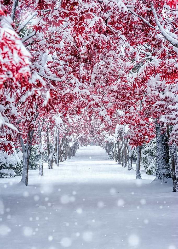 Snowy Maples