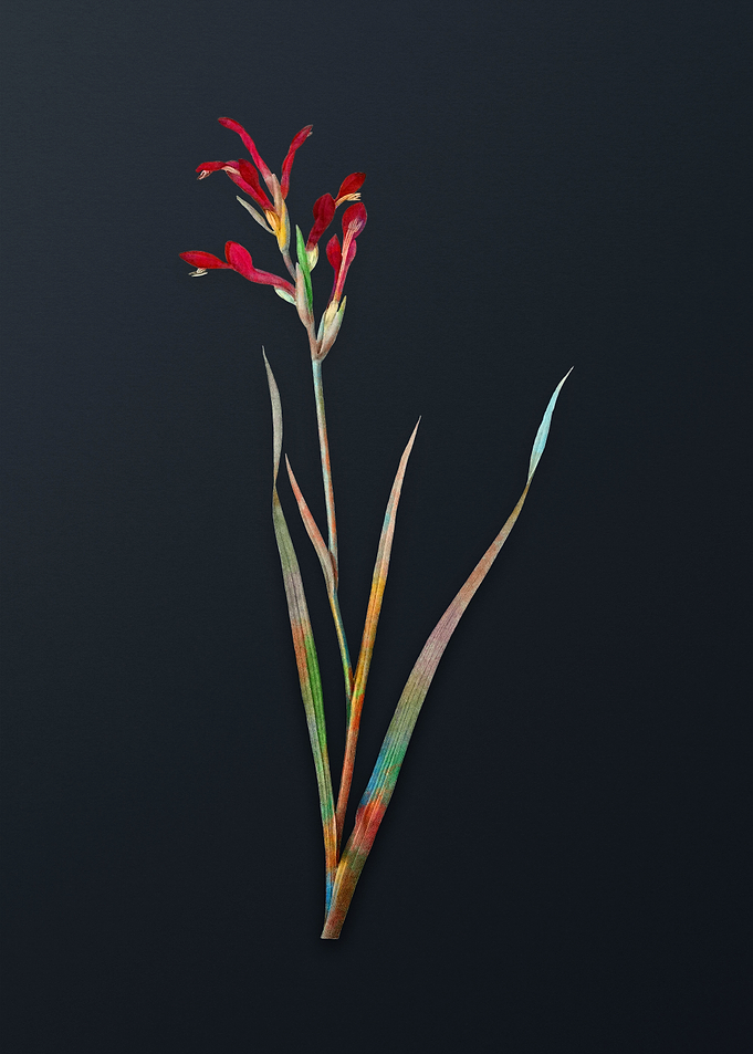 Vintage Gladiolus Cunonius