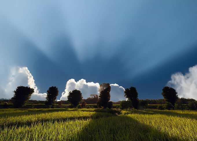 Paddy Field