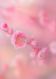 Cherry Blossom