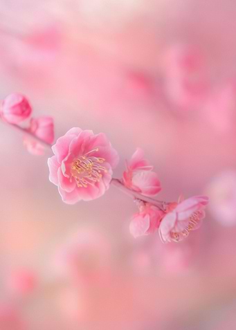 Cherry Blossom