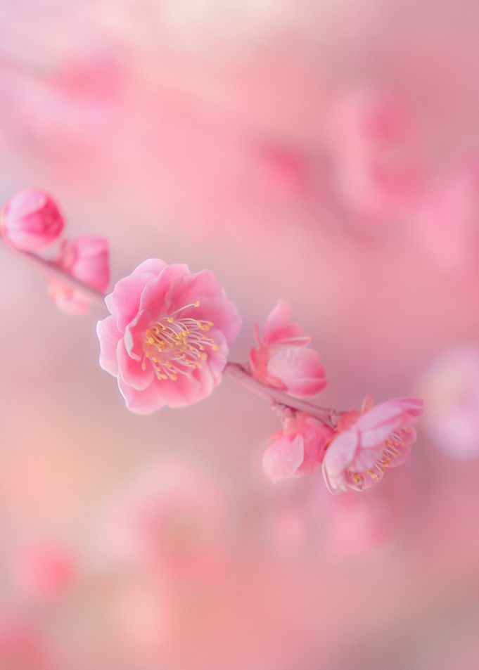 Cherry Blossom