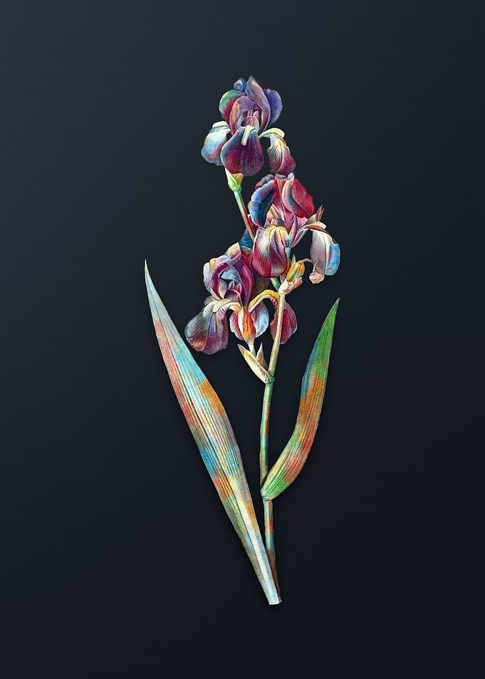 Vintage Dalmatian Iris