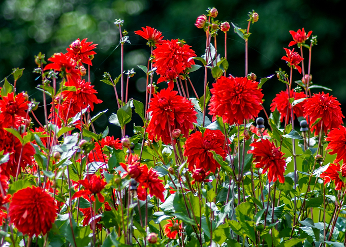 Red dahlias