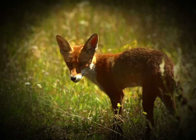 Red fox in the meadow