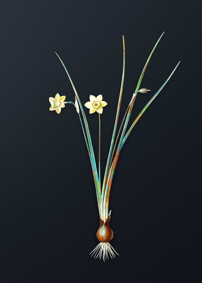 Vintage Daffodil Flower