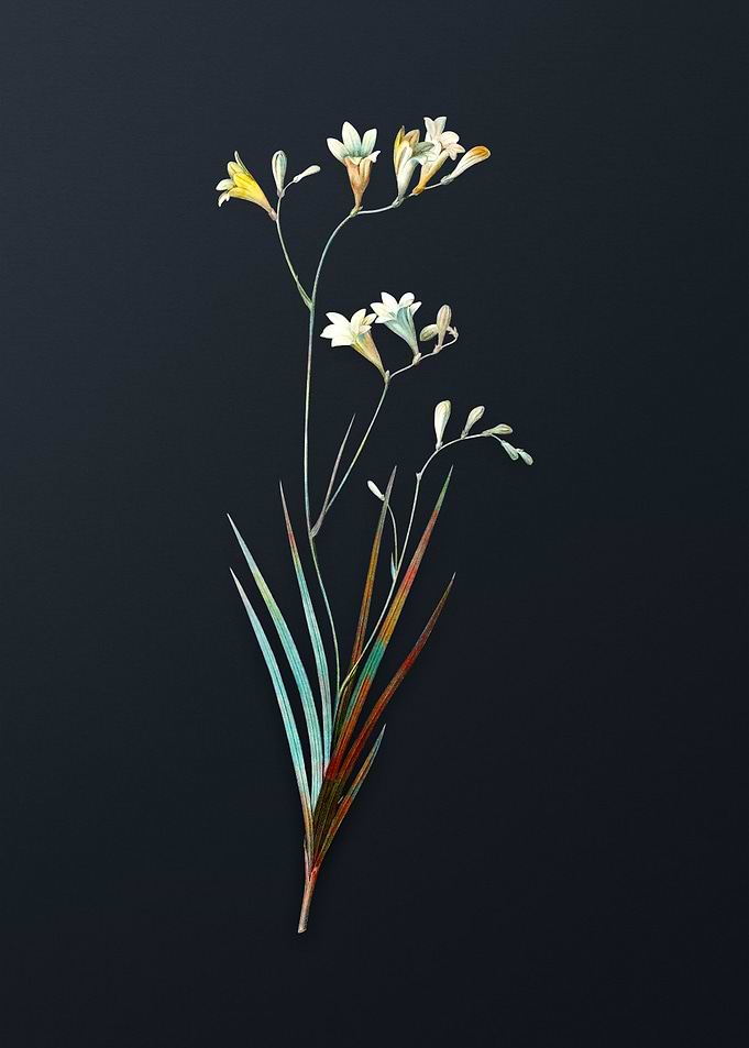 Vintage Freesia Flower