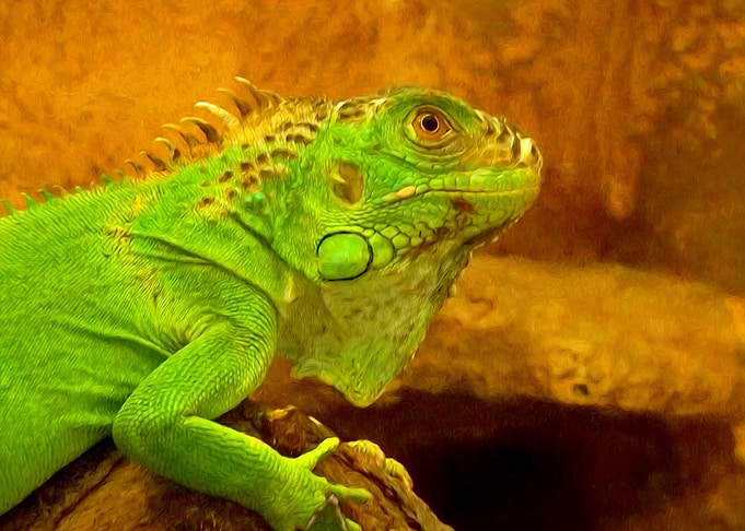 Green iguana