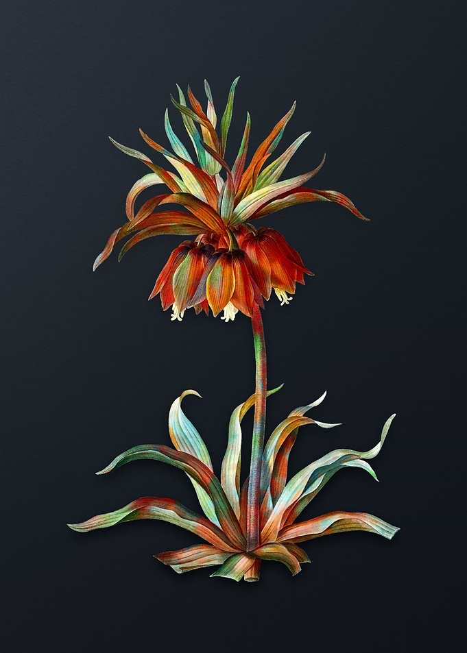Vintage Fritillaries