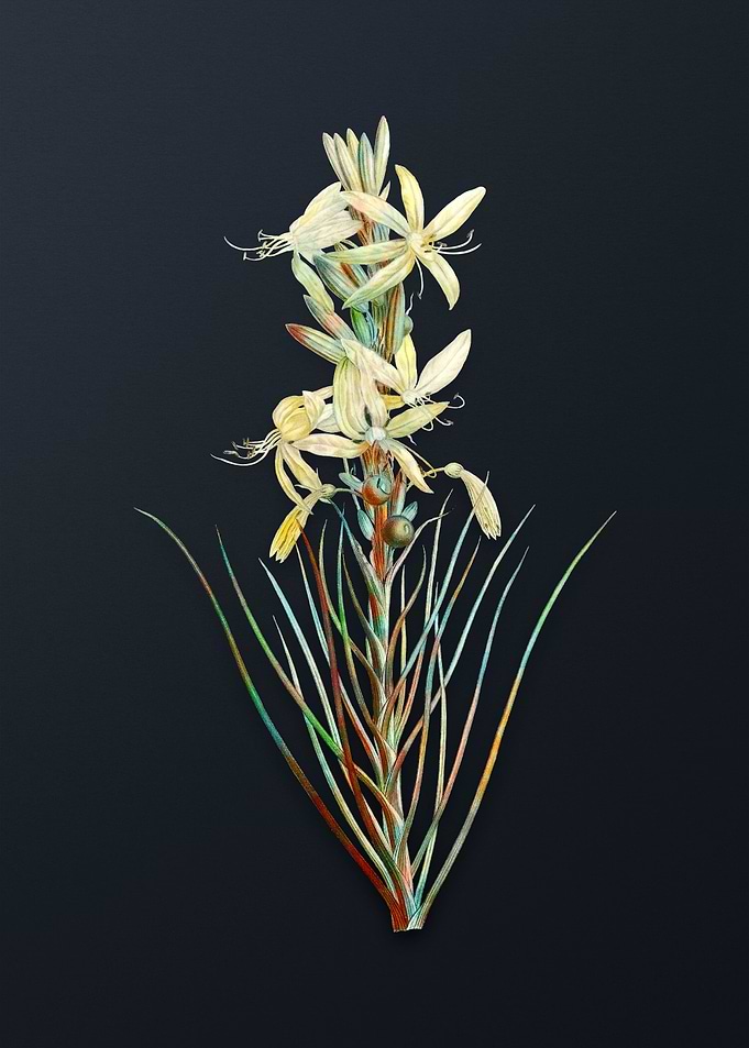 Vintage Yellow Asphodel