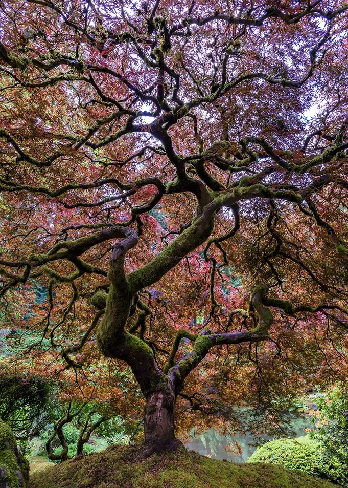 Japanese Maple Tree