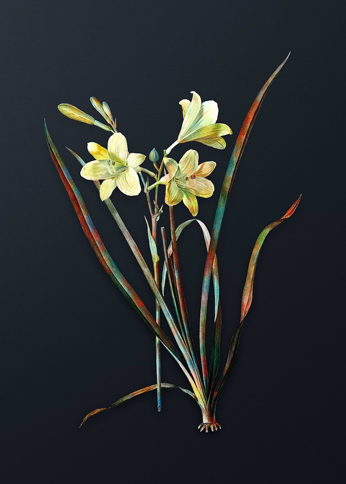 Vintage Daylily Flower