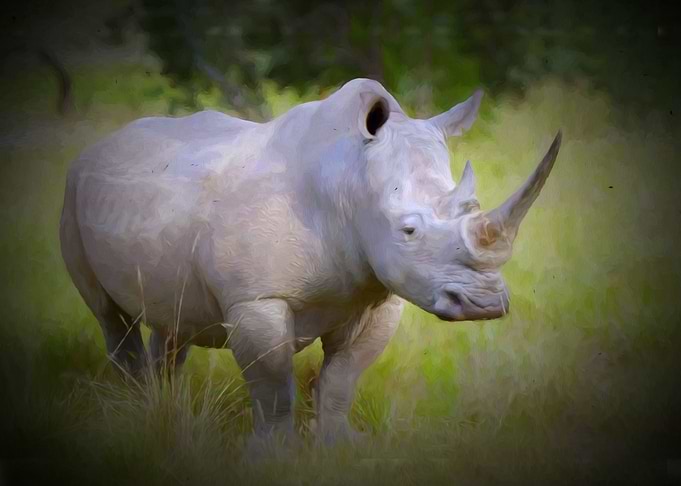 Rhinoceros