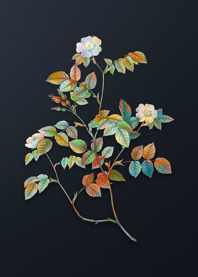 Vintage Sweetbriar Rose
