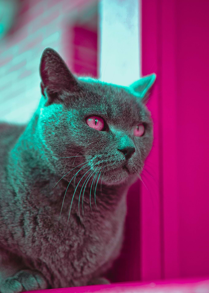 Cat Cyberpunk