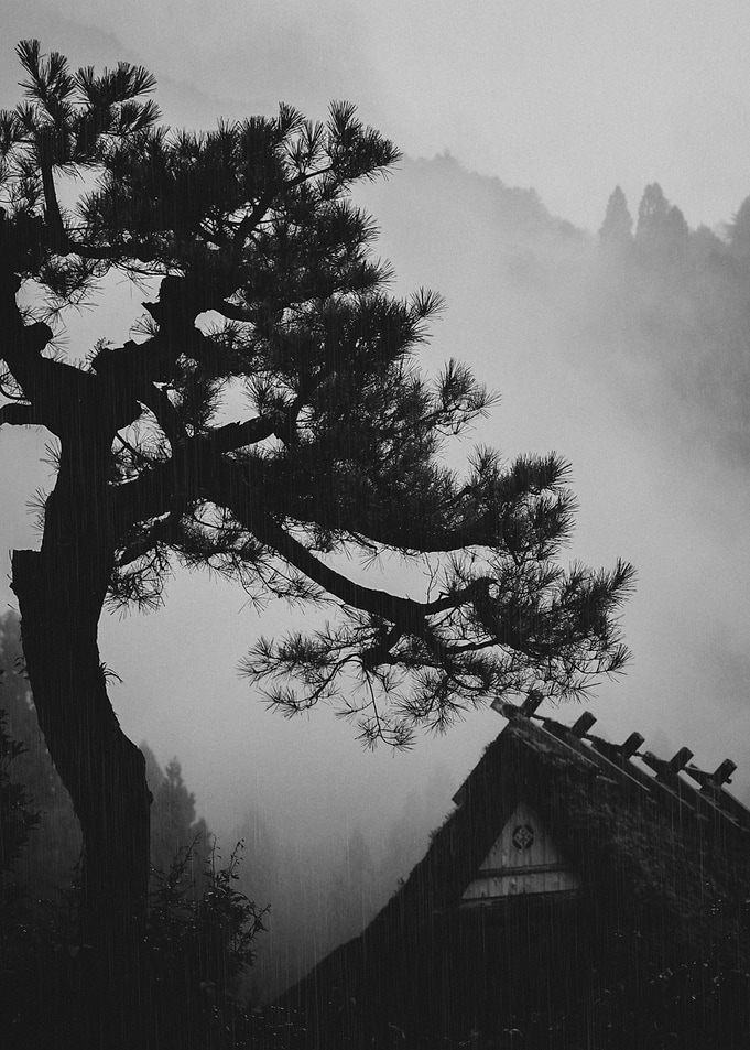 Pine