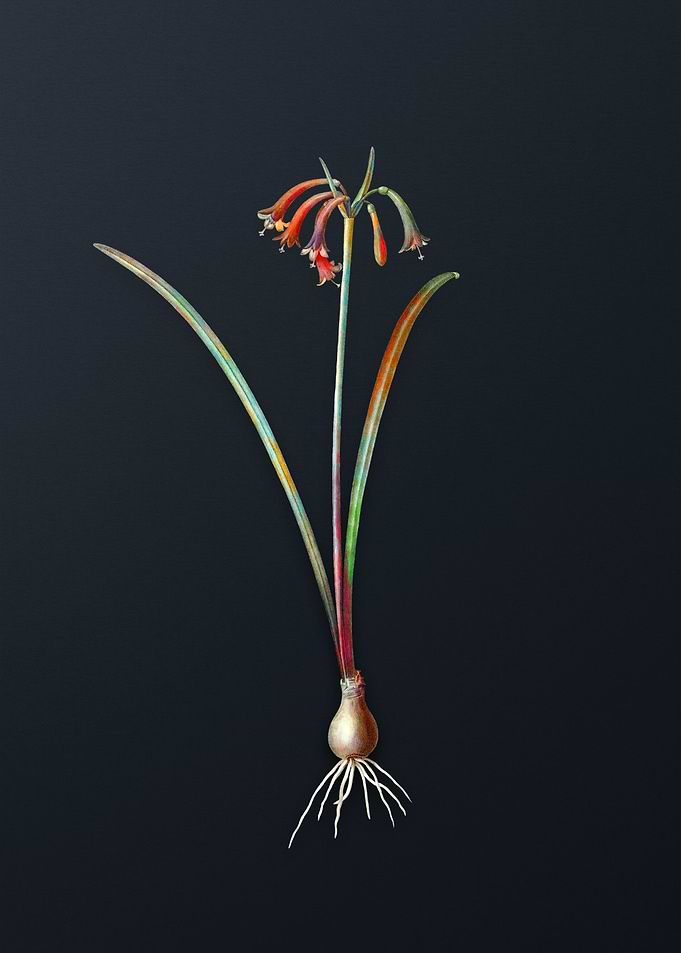 Vintage Brandlelie Flower