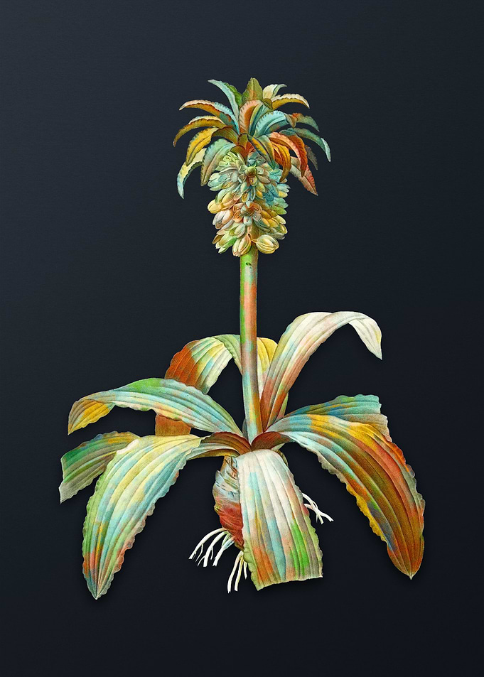Vintage Eucomis Regia