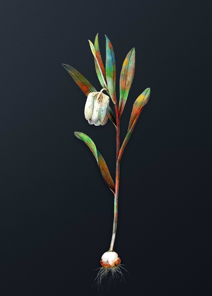 Fritillaria Latifolia