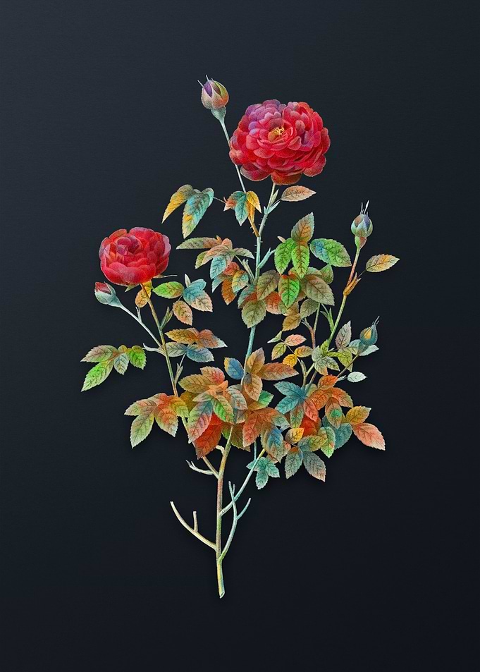 Burgundy Cabbage Rose