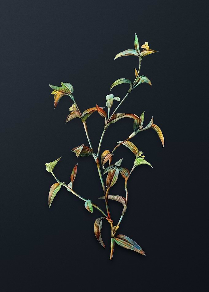 Vintage Commelina Africana