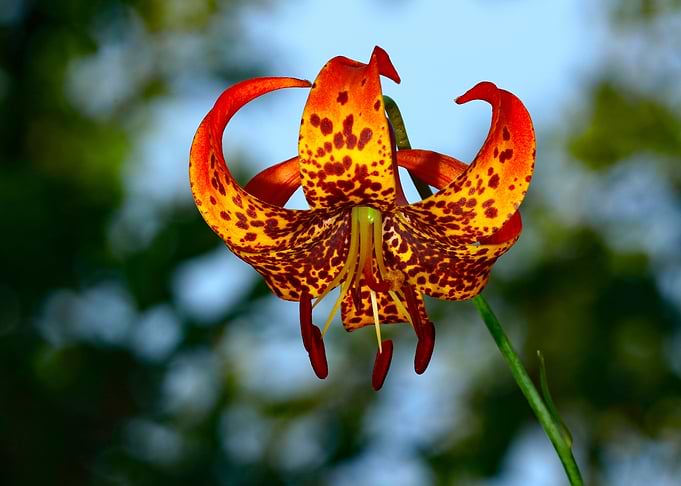 Tiger Lily