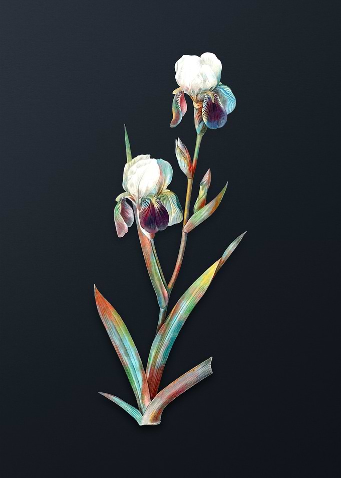 Vintage Elder Scented Iris