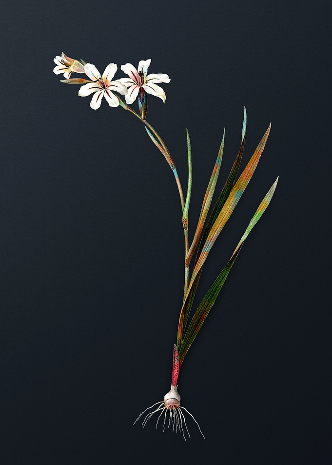 Vintage Gladiolus Flower