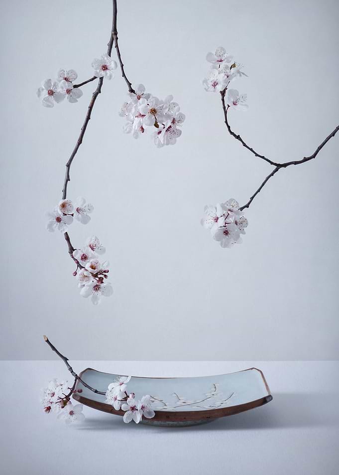 The First Cherry Blossom