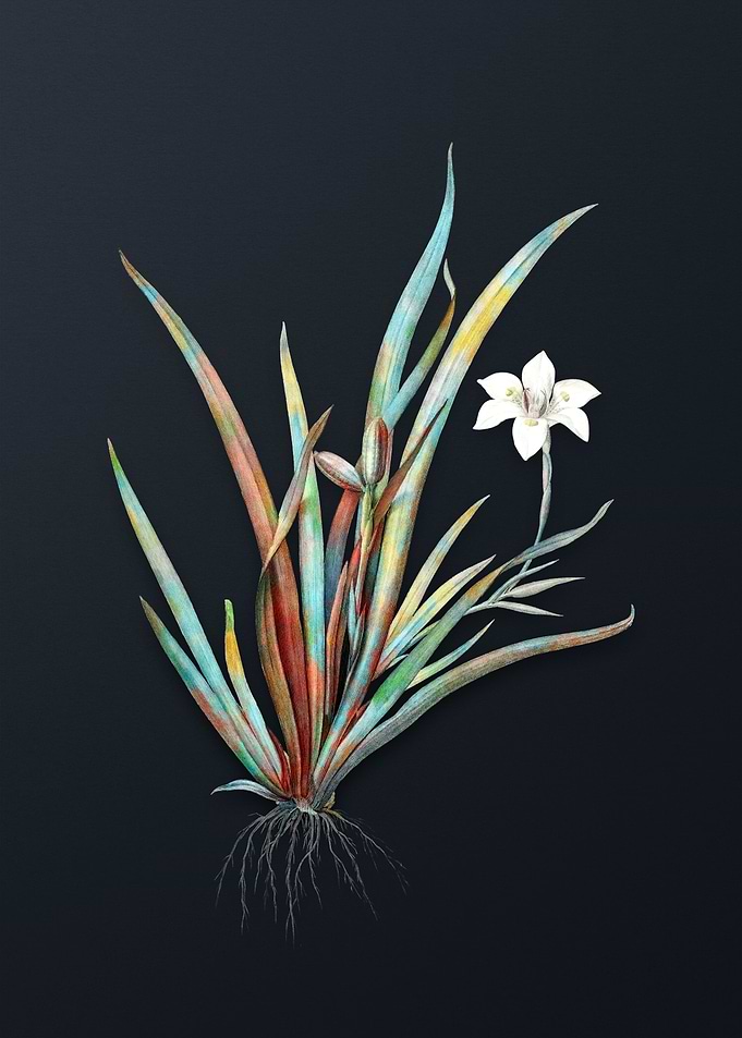 Vintage Fortnight Lily