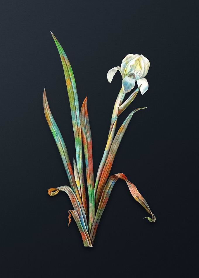 Vintage Crimean Iris