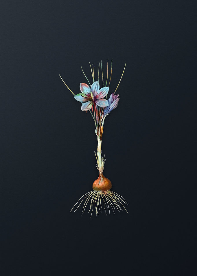 Vintage Crocus Sativus