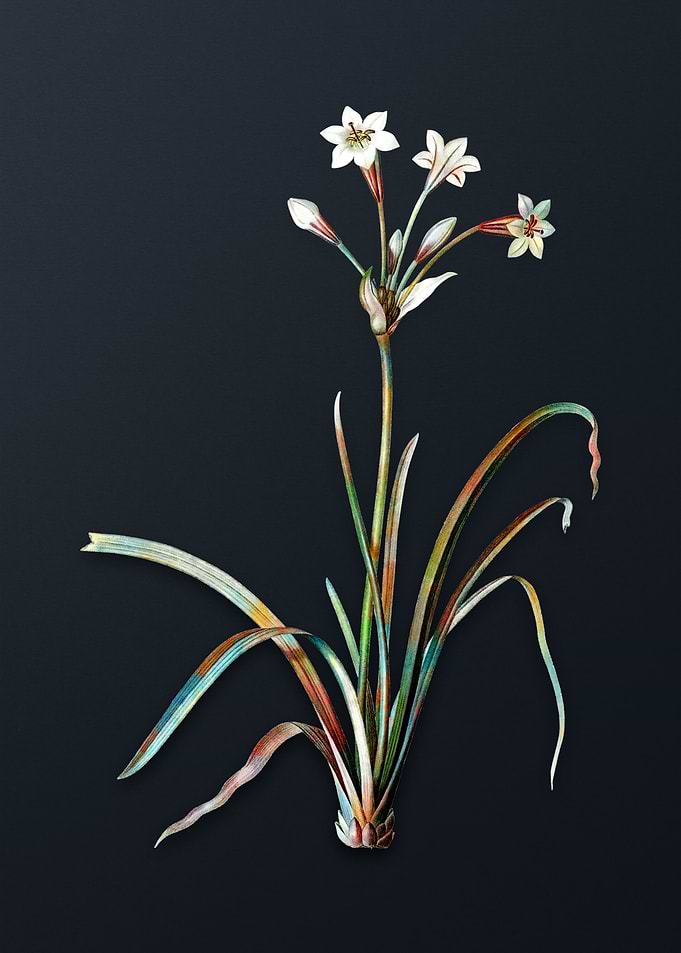 Crytanthus Vittatus Flower