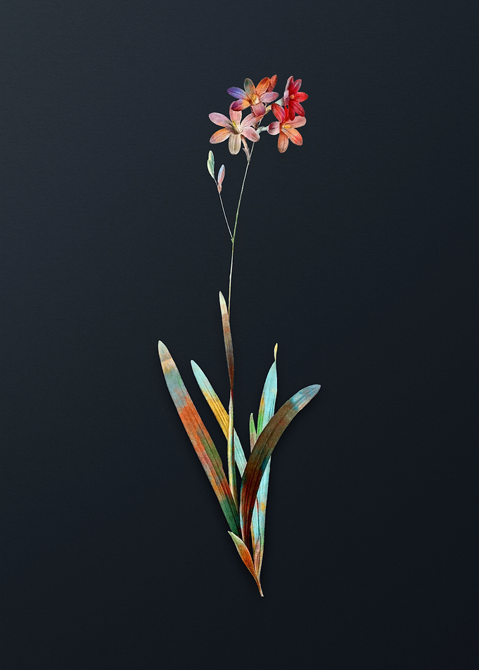 Vintage Corn Lily Flower