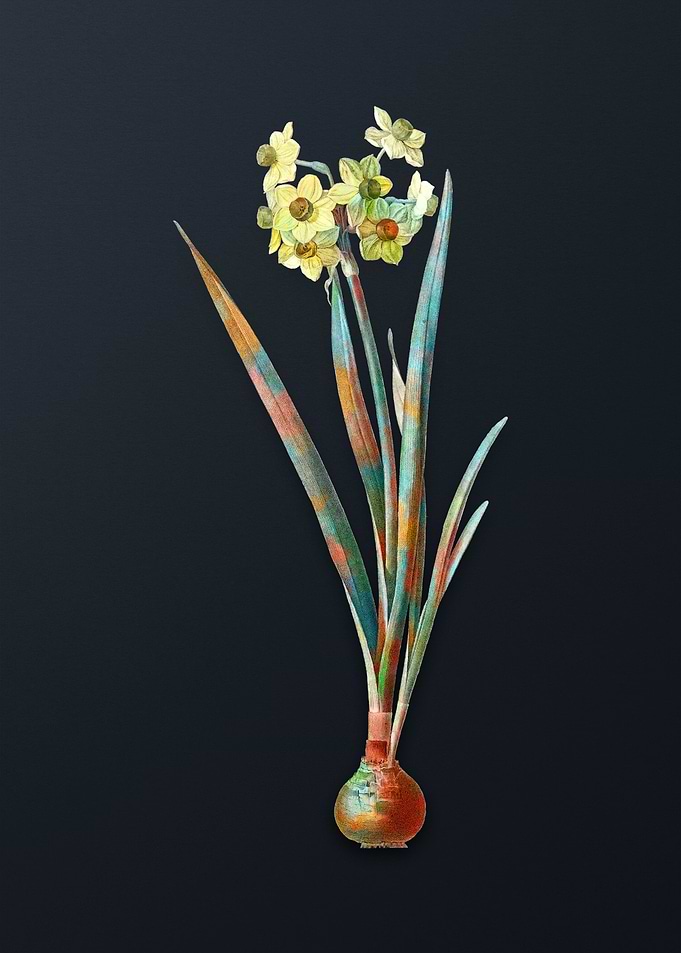 Vintage Daffodil Flower