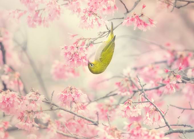 Cherry blossom bird