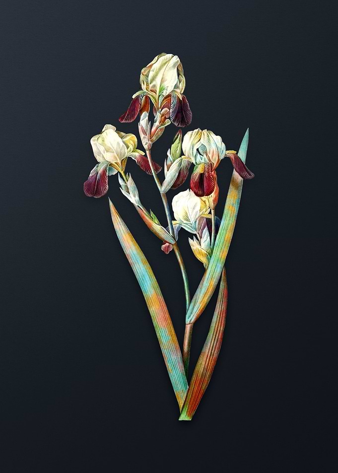 Vintage Elder Scented Iris