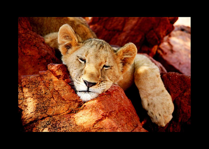 Lion