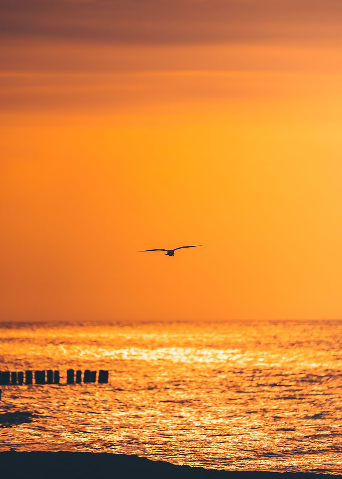 Seagull