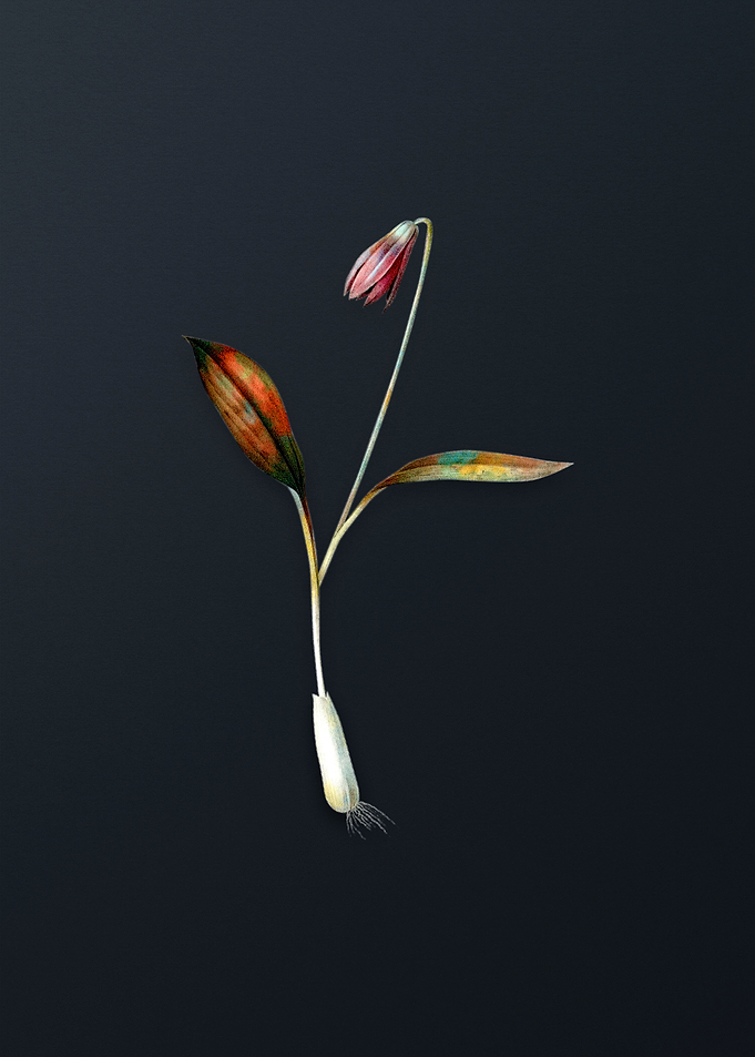 Vintage Erythronium Flower
