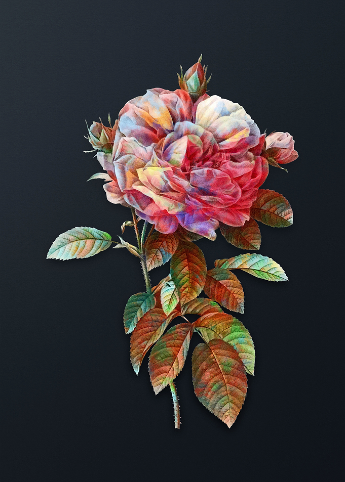 Vintage Giant French Rose
