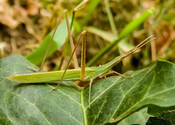 Cone headed grasshopper