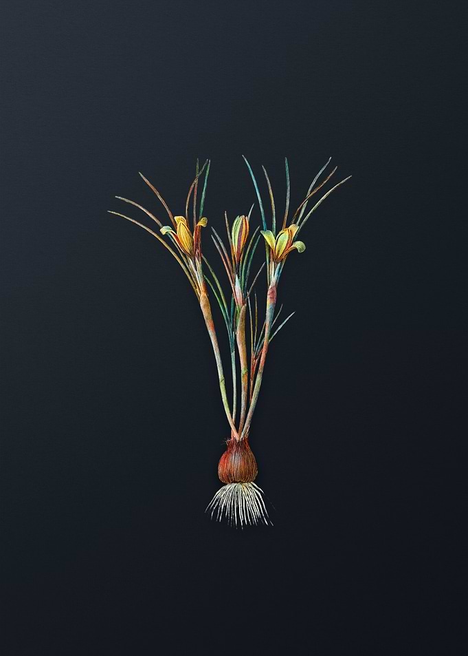 Cloth of Gold Crocus