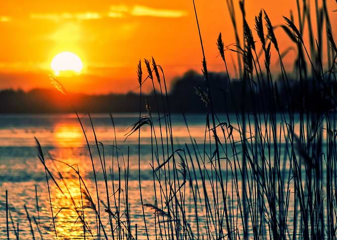 lake sunset hollyhock leav