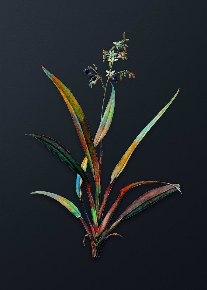 Vintage Flax Lilies Flower