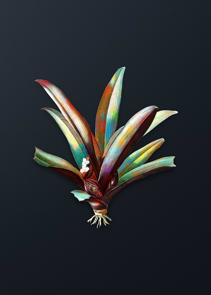 Vintage Boat Lily Flower