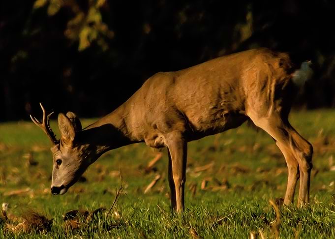 Roebuck